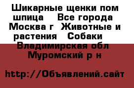 Шикарные щенки пом шпица  - Все города, Москва г. Животные и растения » Собаки   . Владимирская обл.,Муромский р-н